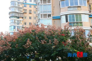 美了美了 廈門顏值再次刷新高度,這樣浪漫的彩冬你喜歡嗎