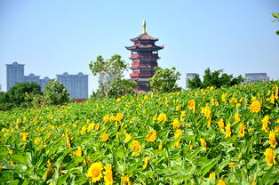 國慶假期不去人擠人,廈門園博苑的無邊花海和稻草人,大人孩子都開心