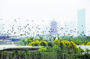 看紫水雞鸕鶿更方便了