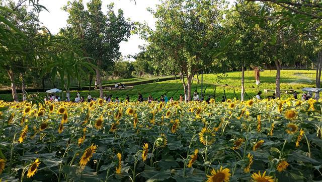 免費(fèi)!廈門園博苑海洋島6000㎡向日葵花海綻放,現(xiàn)在是最佳觀賞期