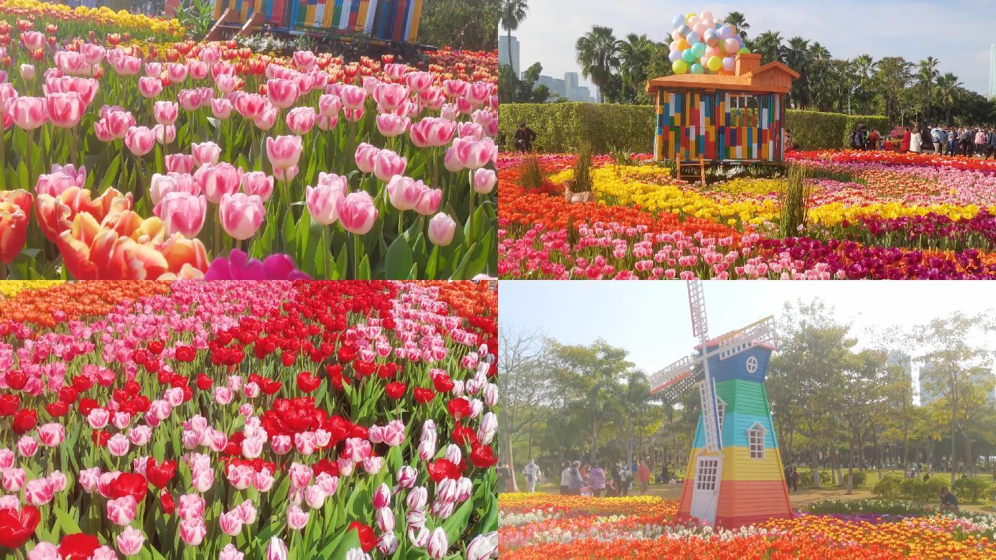 廈門園博苑郁金香花海