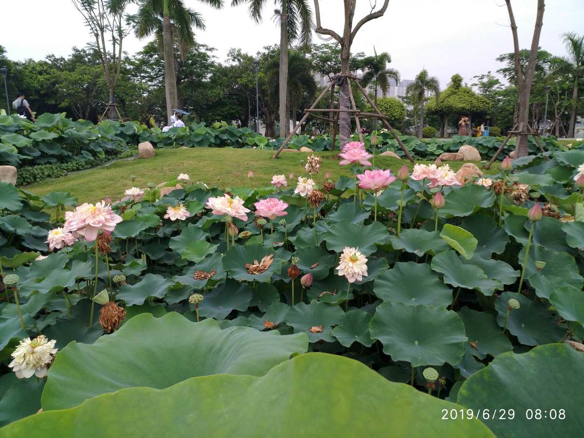 廈門第十屆園博苑荷花展&mdash;&mdash;2019.6.29&mdash;7.14 .