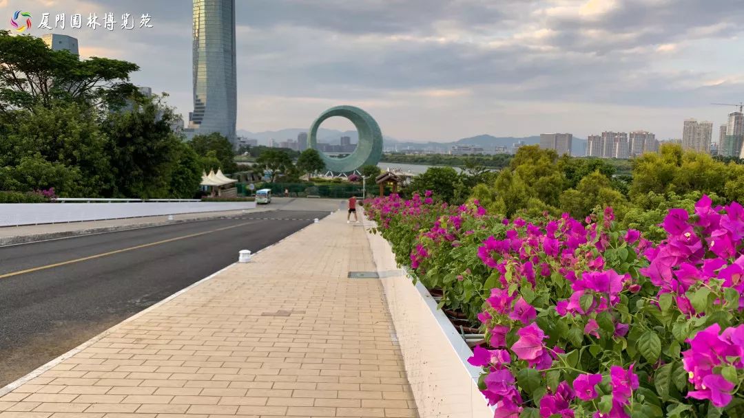 游集美,慶國慶 | 7萬盆三角梅將在園博苑"比美"!最新劇透來了!_廈門