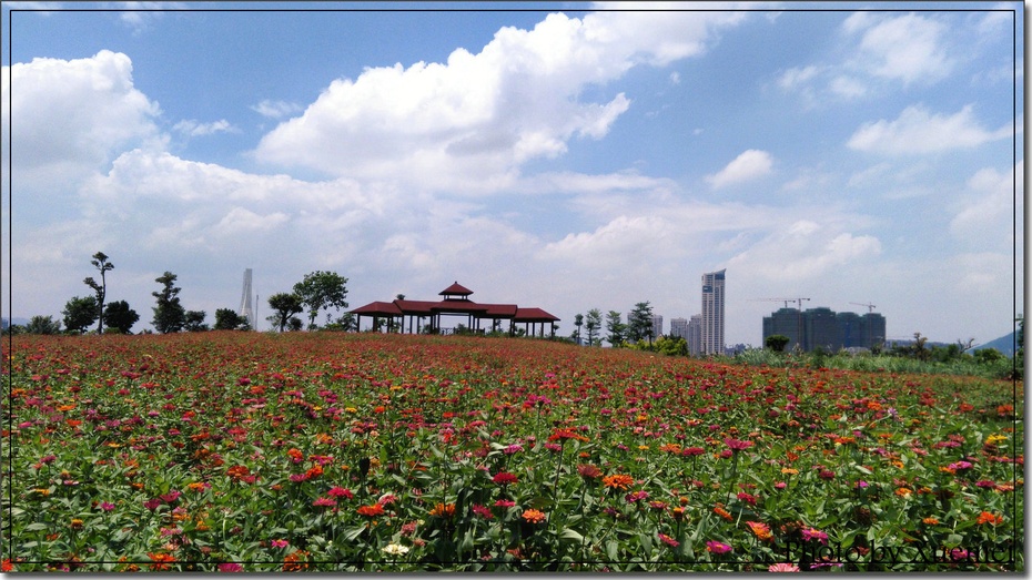 廈門園博苑海洋島四季花海 - 美篇