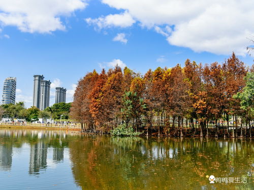 只有10天 錯過又要等一年,廈門園博苑春節郁金香花展美不勝收
