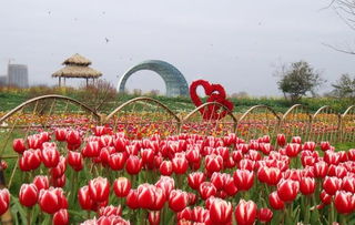 新春期間廈門園博苑迎春花卉展等您來賞