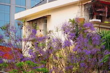 美到犯規 廈門的藍花楹開啦 這幾個地方趕緊來打卡