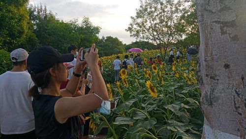 廈門園博苑6000平方米向日葵花海盛放,吸引大量市民前來拍照打卡