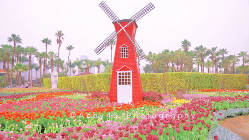 廈門春光無限好,獨一無二的水上大觀園,不出國門感受異域風花海