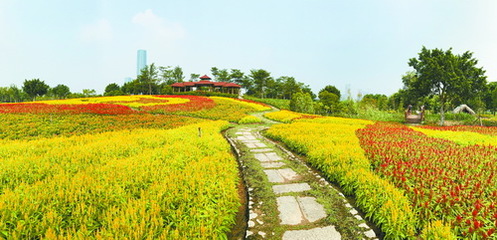 秋日春景 廈門園博苑各色花海競相綻放