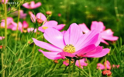 剛剛通知 廈門園博苑游客限量預約