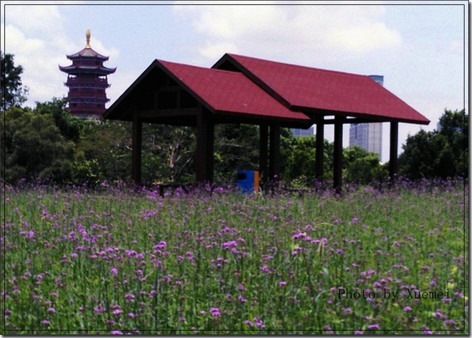 廈門園博苑海洋島四季花海 - 美篇