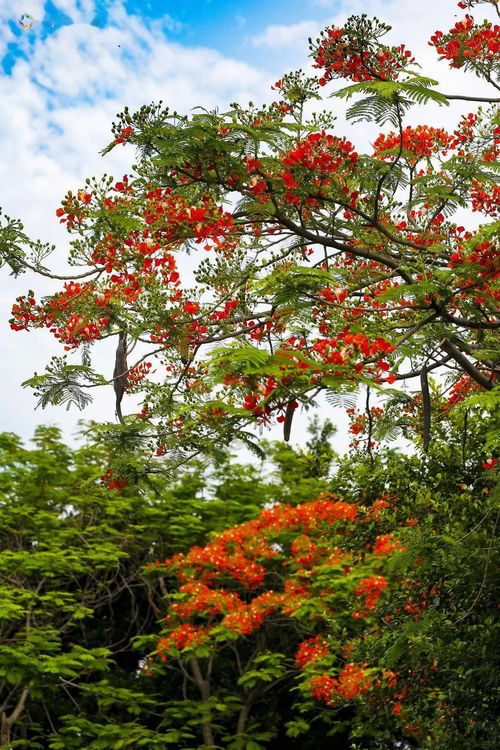 1.2萬平方米馬鞭草綻放 快來園博苑擁抱紫色花海
