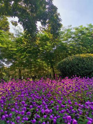 冬季的廈門園博苑,依然如此美麗
