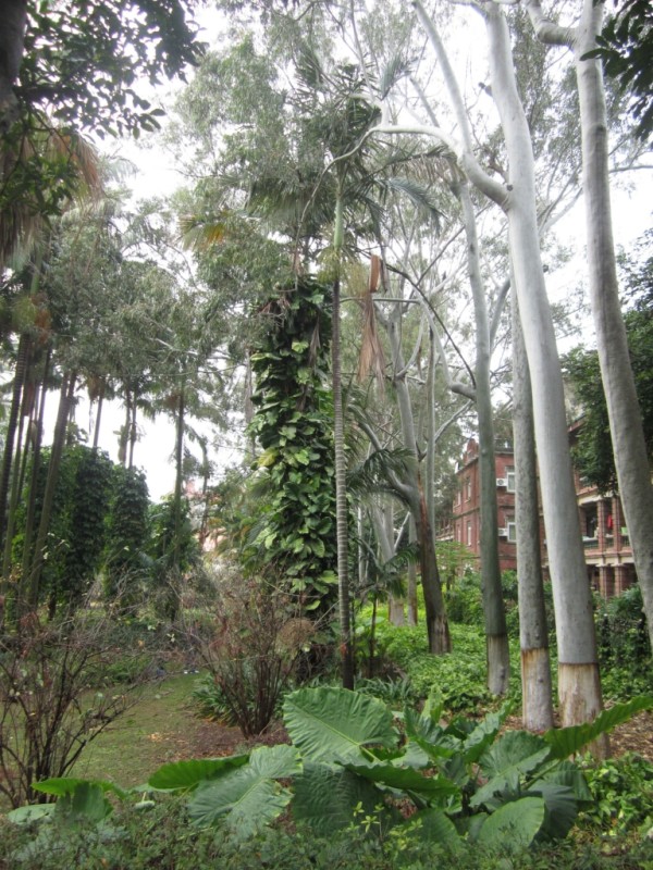 獨行廈--芙蓉隧道、廈門大學、園博苑、鼓浪嶼、環島路、曾厝埯