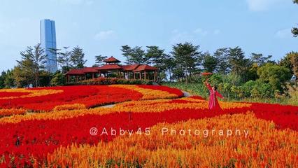 秋天廈門哪里最美?世界上獨(dú)一無二的水上大觀園,花的海洋別錯(cuò)過
