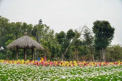 櫻花、油菜花、郁金香&hellip;廈門周邊最全賞花目的地,各色花海美翻你!