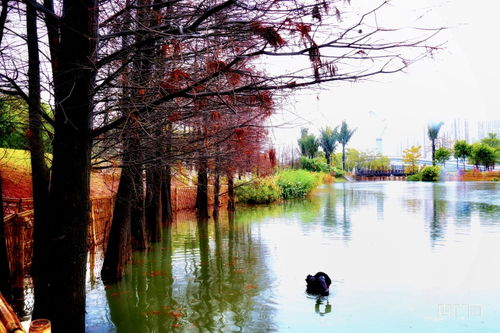 廈門園博苑落羽杉交織油彩畫