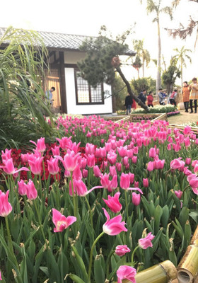 2017年元宵節(jié)和家人廈門園博苑賞花半日游