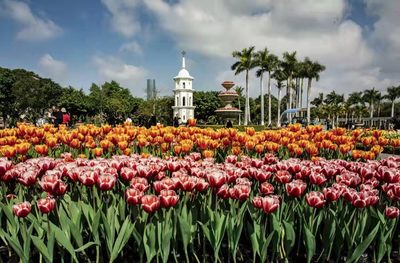 廈門集美:滿苑春色關不住 七彩花卉踏春來