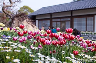 風鈴搖曳的夢幻世界——廈門園博苑風鈴藝術節驚艷亮相