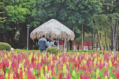 春色滿園迎客 廈門園博苑等公園景區精心布置煥新顏