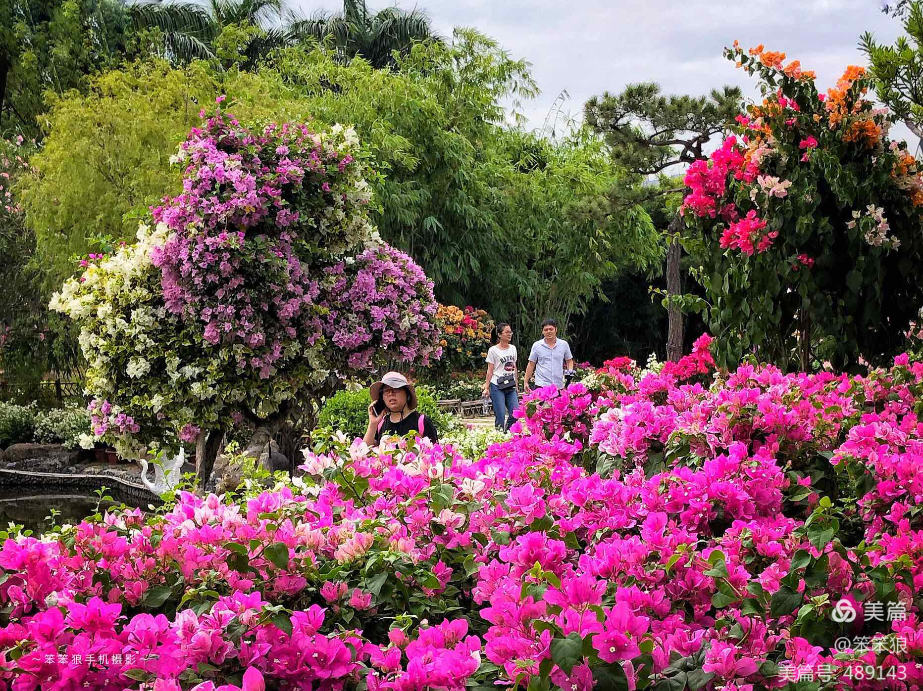 錦繡中華，盛世華誕 —— 廈門(mén)園博苑三角梅花海璀璨綻放迎國(guó)慶